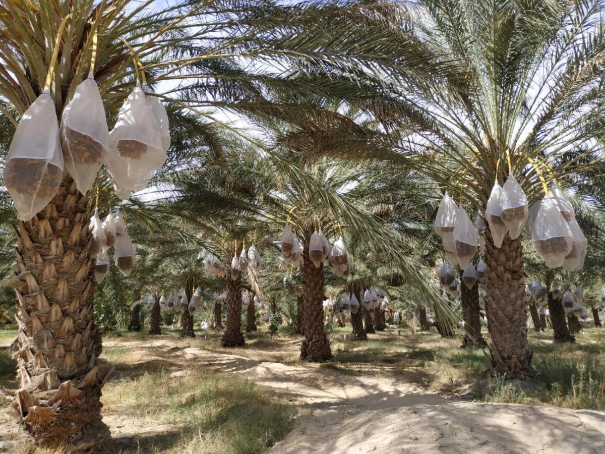 Grand Sud, La Maison De Sable Douz Exterior foto